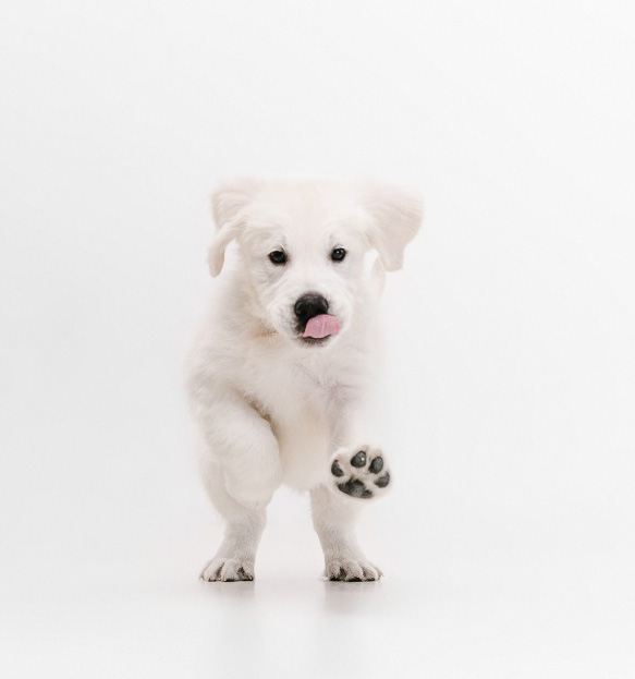 Jak na první dny se štěnětem? Průvodce pro začínající majitele