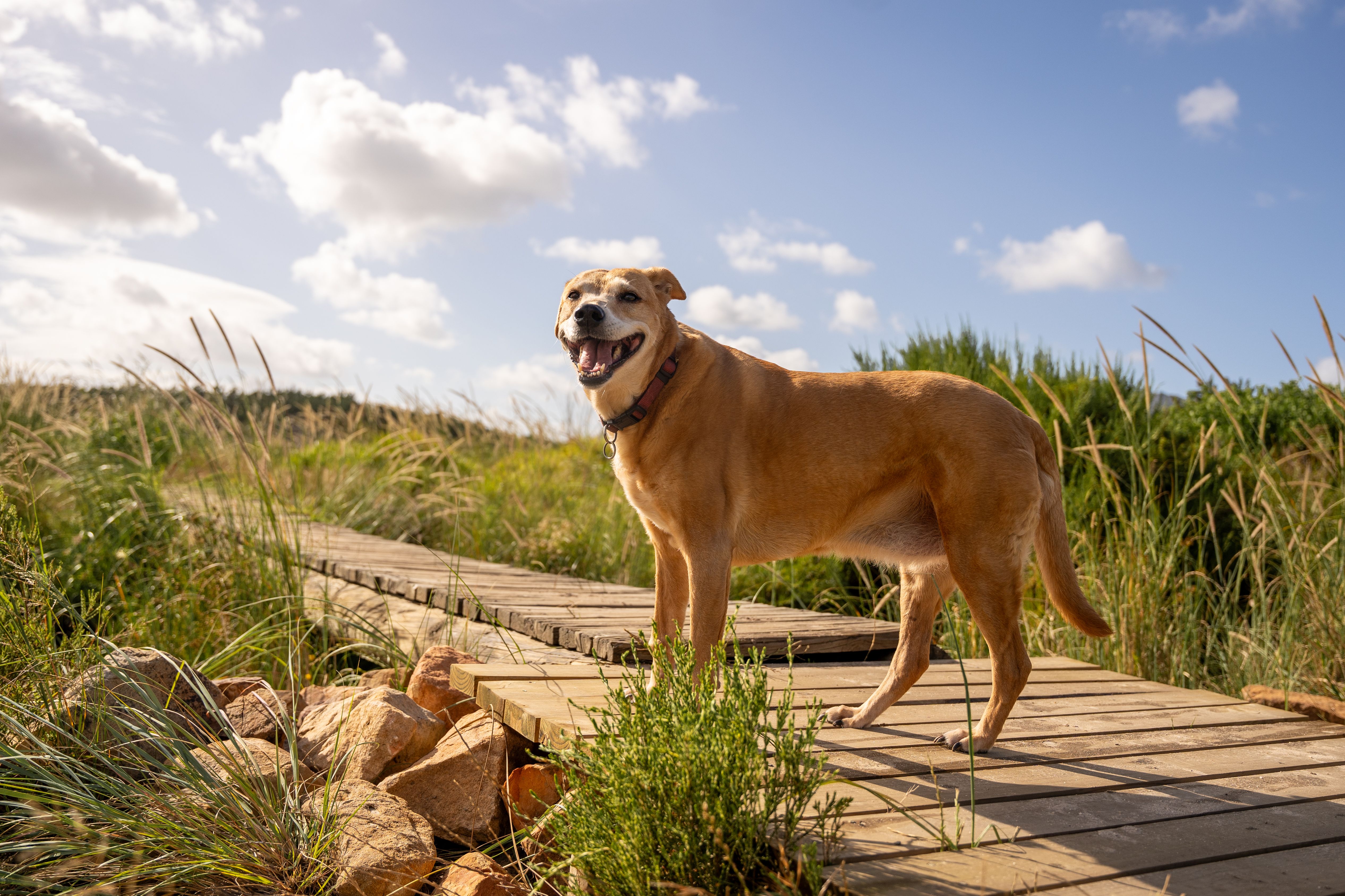 Jak zvládnout horké dny s mazlíčkem 