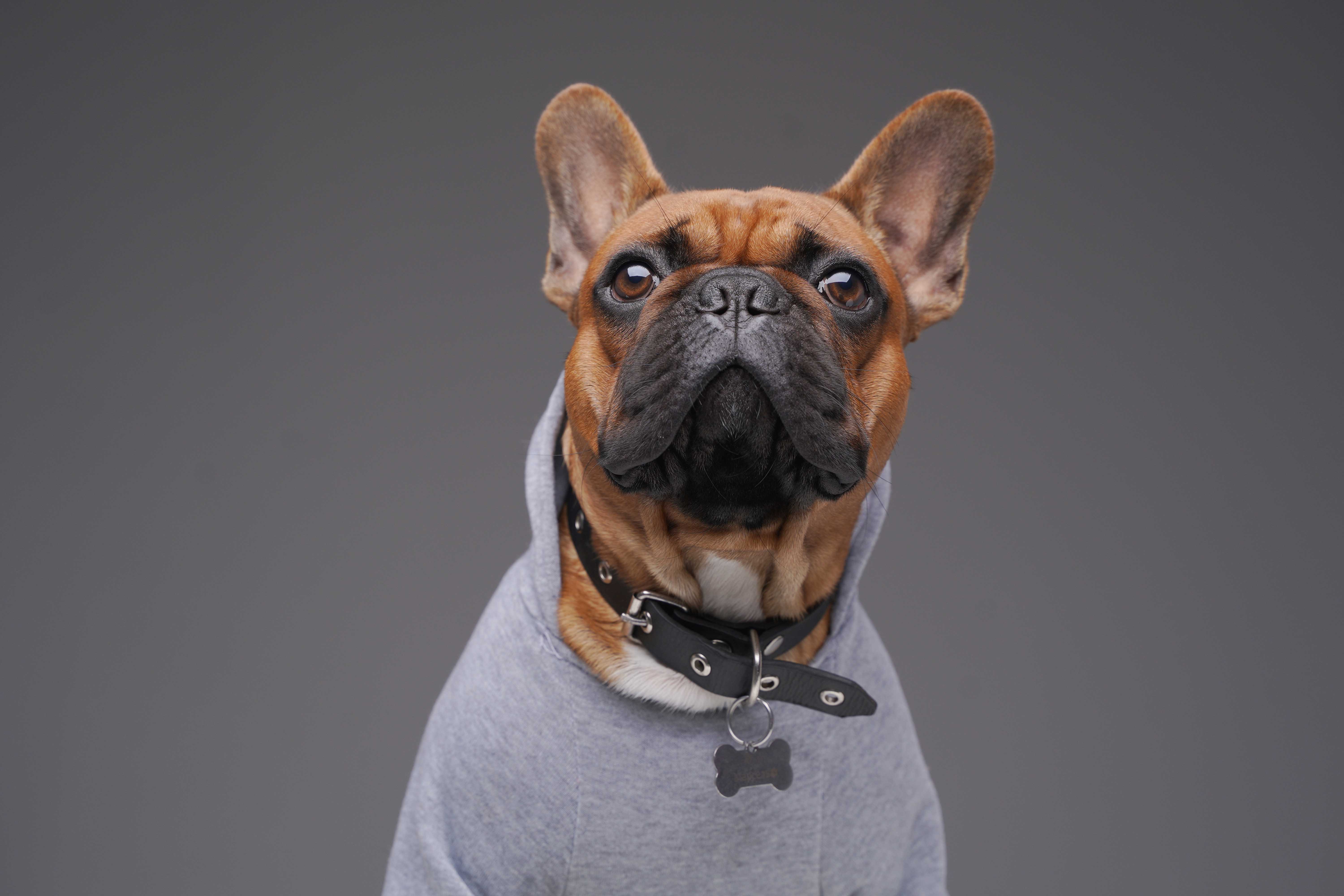 Jak správně změřit psa pro výběr oblečku (jednoduše a bez chyb)